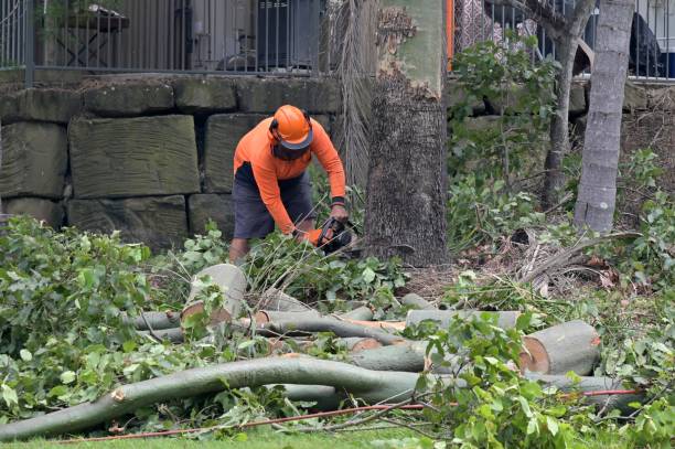 Best Best Tree Removal Services  in London, CA